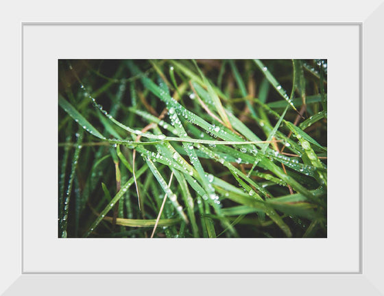 "Close Up of Wet Grass"