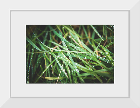 "Close Up of Wet Grass"
