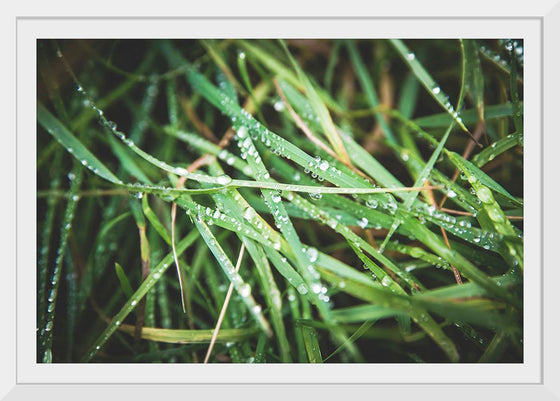 "Close Up of Wet Grass"