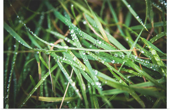 "Close Up of Wet Grass"