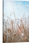 This beautiful photograph of dried grass is a must-have for any fan of nature photography or minimalist art. The dried grass is captured in perfect detail, from its delicate stems to its feathery heads. The grass is also notable for its rich golden color, which contrasts beautifully with the blue sky in the background.