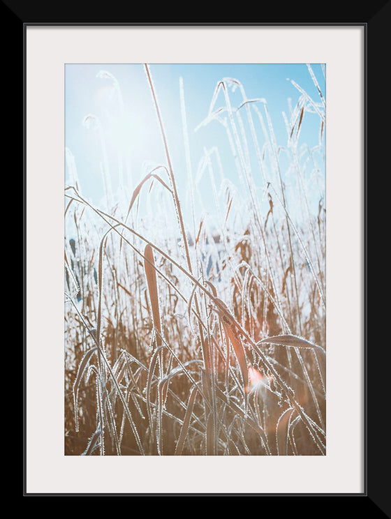 "Close Up of Dried Up Grass"