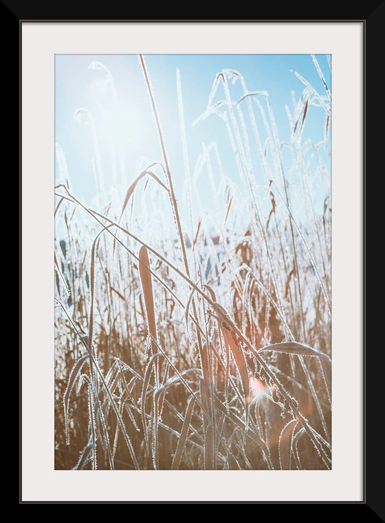 "Close Up of Dried Up Grass"