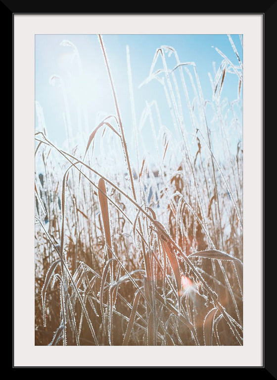 "Close Up of Dried Up Grass"