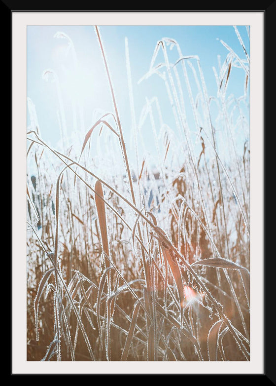 "Close Up of Dried Up Grass"