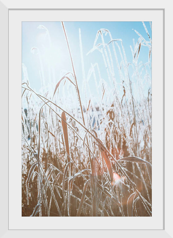 "Close Up of Dried Up Grass"