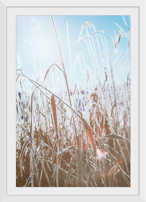 "Close Up of Dried Up Grass"