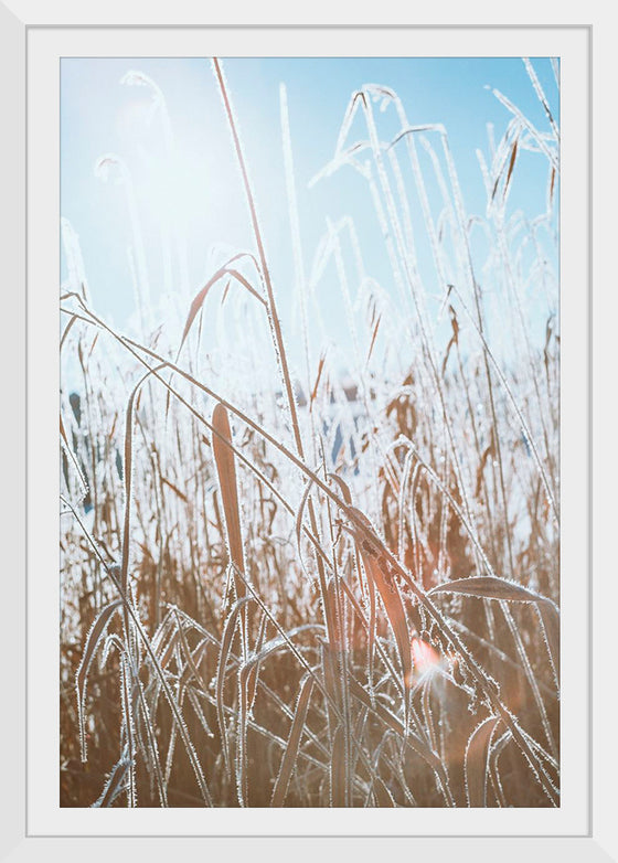 "Close Up of Dried Up Grass"