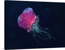  “Cephea Cephea” by Ainsley Ashby-Snyder is a stunning print that captures the beauty of the jellyfish. The intricate details of the jellyfish and the use of digital painting technique make this print a must-have for any nature lover.