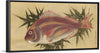 "Painting of a Red Sea Bream (Tai)", Ogawa Haritsu