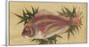 "Painting of a Red Sea Bream (Tai)", Ogawa Haritsu