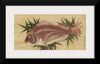 "Painting of a Red Sea Bream (Tai)", Ogawa Haritsu