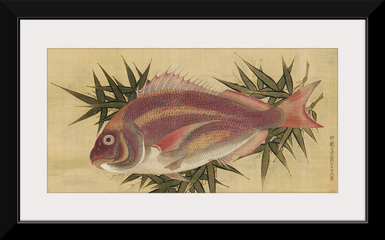 "Painting of a Red Sea Bream (Tai)", Ogawa Haritsu