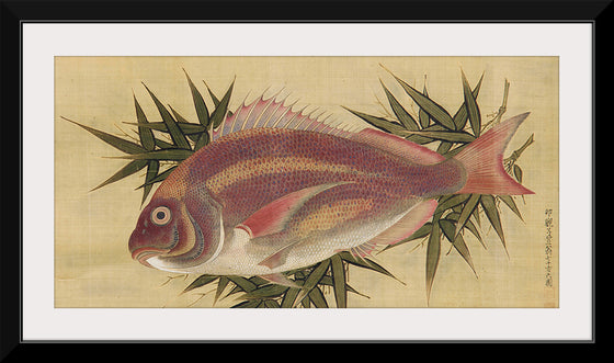 "Painting of a Red Sea Bream (Tai)", Ogawa Haritsu