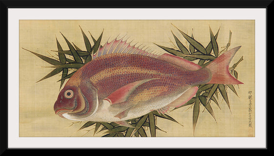 "Painting of a Red Sea Bream (Tai)", Ogawa Haritsu