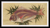 "Painting of a Red Sea Bream (Tai)", Ogawa Haritsu