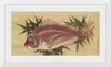 "Painting of a Red Sea Bream (Tai)", Ogawa Haritsu