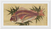 "Painting of a Red Sea Bream (Tai)", Ogawa Haritsu