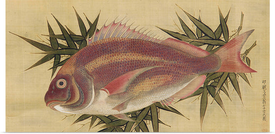 "Painting of a Red Sea Bream (Tai)", Ogawa Haritsu