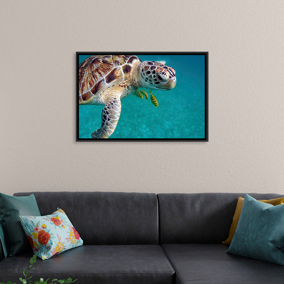 "Sea Turtles"