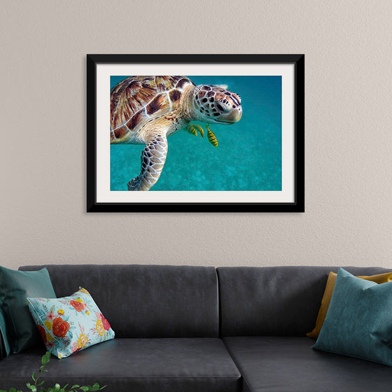 "Sea Turtles"