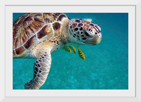 "Sea Turtles"