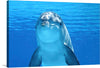 This is a close-up portrait of a bottlenose dolphin, its sleek gray body gliding effortlessly through the cerulean ocean. Its inquisitive gaze meets yours directly, its intelligent, deep-set eyes sparkling with mischief and wonder. The water around it shimmers, droplets clinging to its smooth skin like scattered diamonds. Sunlight filters through the waves, casting an ethereal glow on the scene.