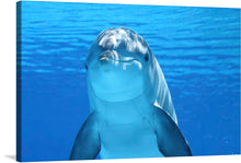  This is a close-up portrait of a bottlenose dolphin, its sleek gray body gliding effortlessly through the cerulean ocean. Its inquisitive gaze meets yours directly, its intelligent, deep-set eyes sparkling with mischief and wonder. The water around it shimmers, droplets clinging to its smooth skin like scattered diamonds. Sunlight filters through the waves, casting an ethereal glow on the scene.