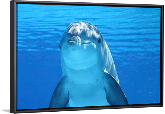 "Close Up of a Dolphin"