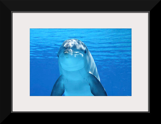 "Close Up of a Dolphin"