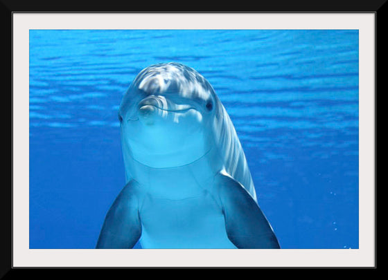 "Close Up of a Dolphin"