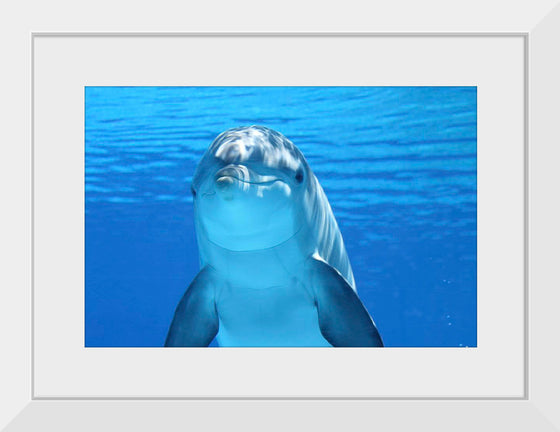 "Close Up of a Dolphin"