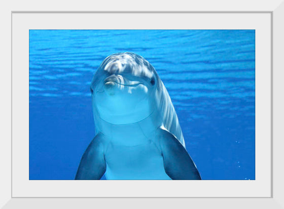 "Close Up of a Dolphin"