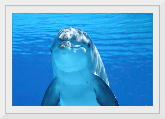 "Close Up of a Dolphin"