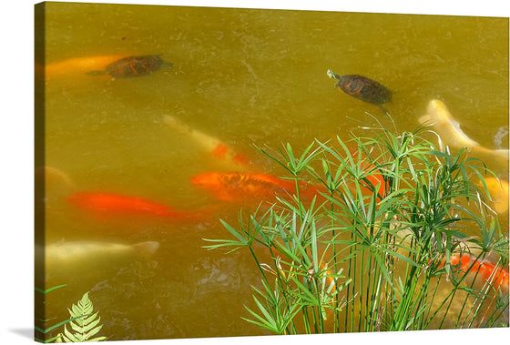 “Carp and turtles” by Daderot is a beautiful print that captures the peaceful coexistence of two different species in a pond. The vibrant colors of the carp contrast with the subtle tones of the turtles, making this print a perfect addition to any nature lover’s collection.