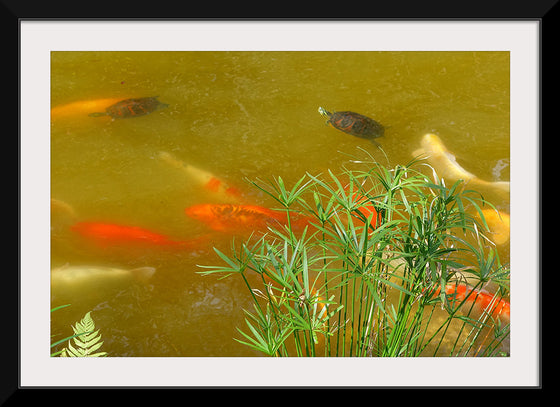 "Carp and turtles", Daderot