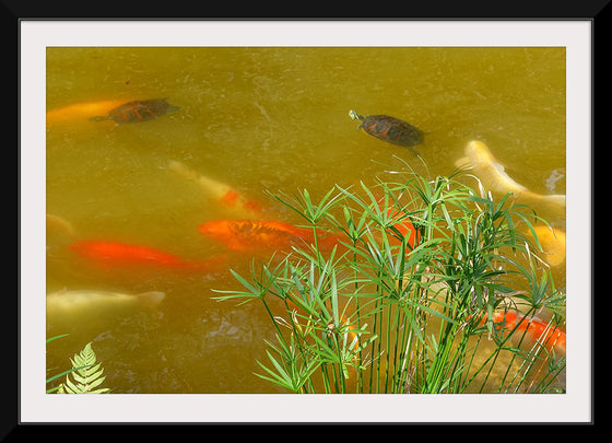 "Carp and turtles", Daderot