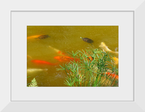 "Carp and turtles", Daderot