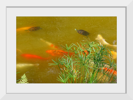 "Carp and turtles", Daderot