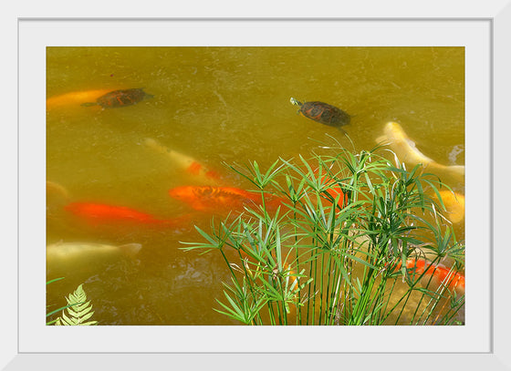 "Carp and turtles", Daderot