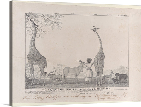 This exquisite print brings the serene and majestic grace of two giraffes, or cameleopards, into your space. Rendered in delicate lines and soft shading, the artwork captures the towering elegance of these magnificent creatures amidst a tranquil natural setting. 