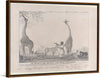 "The Majestic and Graceful Giraffes, or Cameleopards Met (1799-1857)", Edward Williams Clay