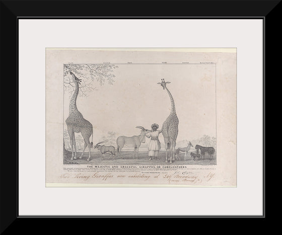 "The Majestic and Graceful Giraffes, or Cameleopards Met (1799-1857)", Edward Williams Clay