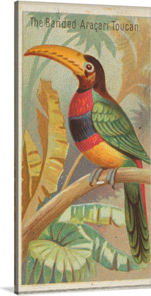  Immerse yourself in the vibrant and exotic world of “The Banded Aracari Toucan” with this exquisite art print. The majestic bird, captured in its natural habitat, is surrounded by lush tropical foliage. Every feather is painted with meticulous detail, showcasing a symphony of colors that dance across the canvas. The toucan’s piercing gaze and radiant plumage are a testament to nature’s unparalleled beauty.