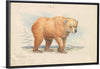 "The Brown Bear (1776-1859)", Charles Hamilton Smith