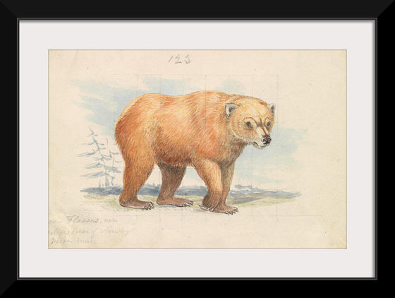 "The Brown Bear (1776-1859)", Charles Hamilton Smith