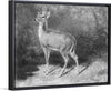 "Deer Sketch from Nature", Arthur Fitzwilliam Tait (1819-1905)