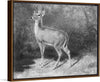 "Deer Sketch from Nature", Arthur Fitzwilliam Tait (1819-1905)