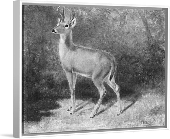 "Deer Sketch from Nature", Arthur Fitzwilliam Tait (1819-1905)