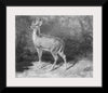 "Deer Sketch from Nature", Arthur Fitzwilliam Tait (1819-1905)